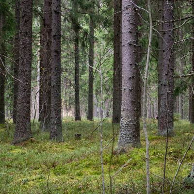Metsää.