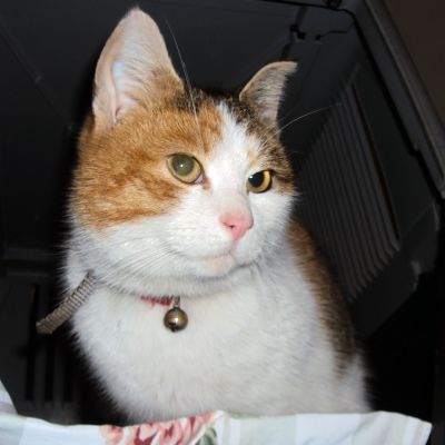 Kissa.