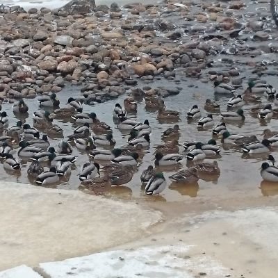 Kuvassa sorsajoukko on kerääntynyt sulaan rantaveteen jään reunalla