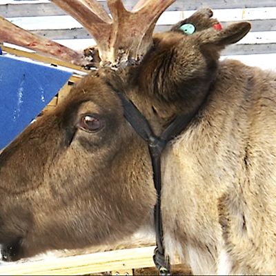 poro arctic reindeer -tila rovaniemi