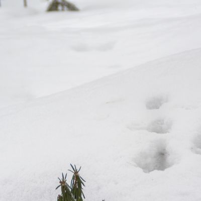 Jäniksen jälki