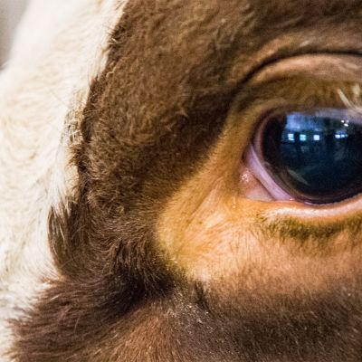 Lehmän silmä.