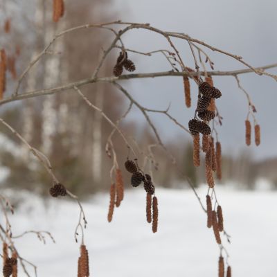 Lepän norkkoja Joensuussa maaliskuussa vuonna 2017.