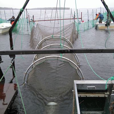 Smolttirysä Tornionjoella
