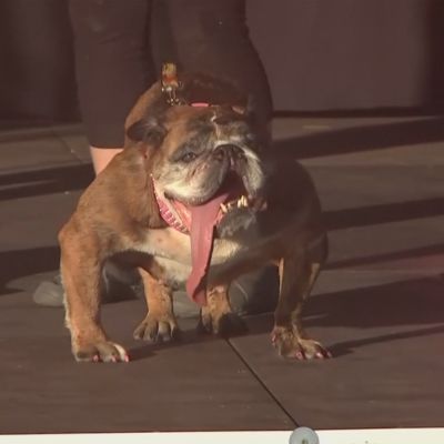 Englanninbulldoggi Zsa Zsa on maailman rumin koira