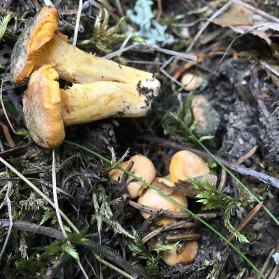 Kuivuudesta kärsineitä ja vähän homeisia kanttarelleja