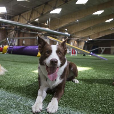 Kolme koiraa poseeraa agility-hallissa.