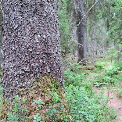Polku Kintulammin virkistysalueella