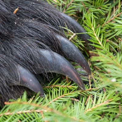 Karhun tassu havunneulasten päällä