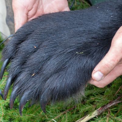 Metsästäjä nostaa kaksin käsin karhun tassua