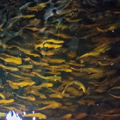 Kirjolohen poikasia Finnforell Oy:n kalanviljelylaitoksella Varkaudessa. Yhdessä kasvatusaltaassa on kymmeniätuhansia kirjolohia.
