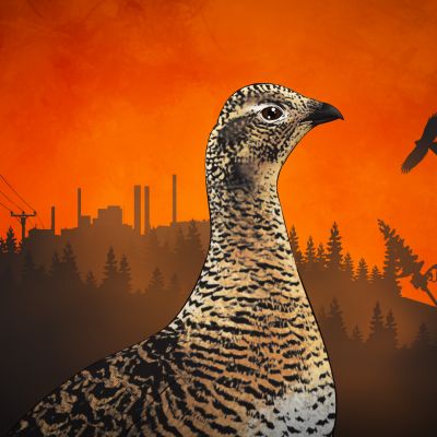 Ilmastonmuutoksen ohella muita ihmisen aikaansaamia huononnuksia kanalintujen elämänlaatuun ovat muun muassa metsien pirstoutuminen ja metsätalous yleensä, ojitukset, turvetuotanto, liikenne, sähkölinjat ja erilaiset aidat.