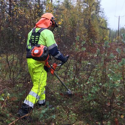 Metsuri raivaa puita sähkölinjojen läheisyydestä.
