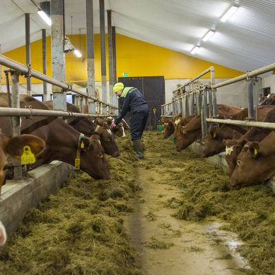 Navetta maatila lehmät maitotila ruokinta