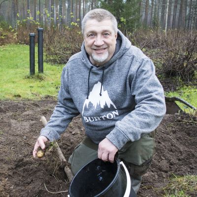 Sotkamolainen Jari Kropsu kuokkimassa perunoita