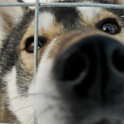 Huskyt ovat innokkaita lähtemään ajoon.