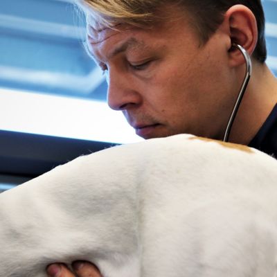Eläinlääkäri Jaakko Väyrynen tutkii koiran vatsaa. 