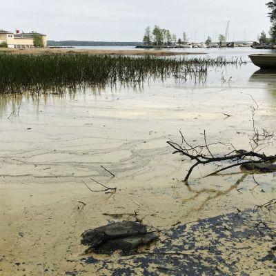 Siitepölyä järven rannassa
