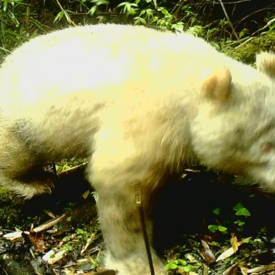 Harvinainen albiinopanda Wolongin luonnonpuistossa.