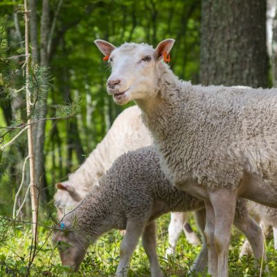 Lampaita Ärjänsaaressa