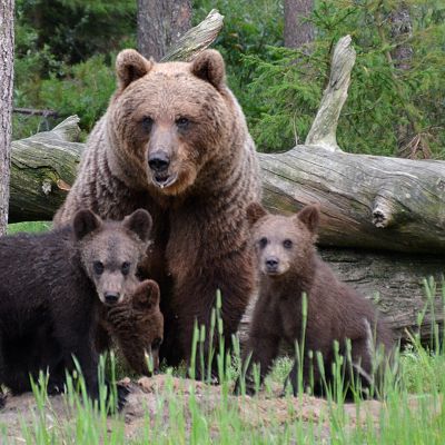 Karhuemo ja kolme poikasta metsässä, taustalla kaatunut ja kelottunut puu