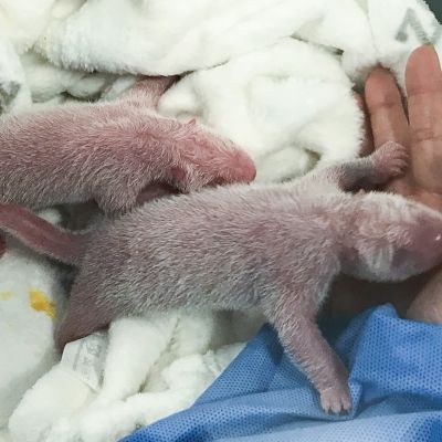 Pandakaksoset syntyivät Berliinin eläintarhassa 31. elokuuta. 