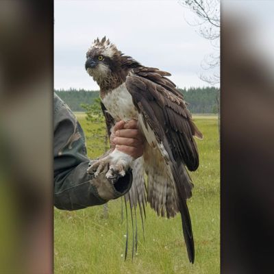 Mies pitää lintua kiinni jaloista
