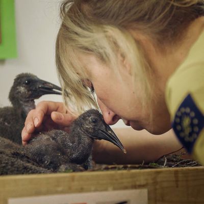 Töyhtöiibiksen poikaset kohtaavat ensi kerran keinoemonsa.