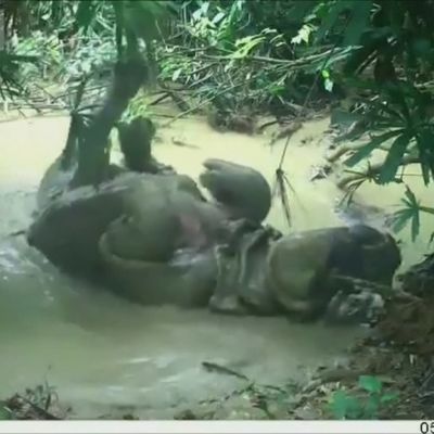 Noshörning ( Rhinocerus sondaicus) njuter av gyttjebad på Java i Indonesien