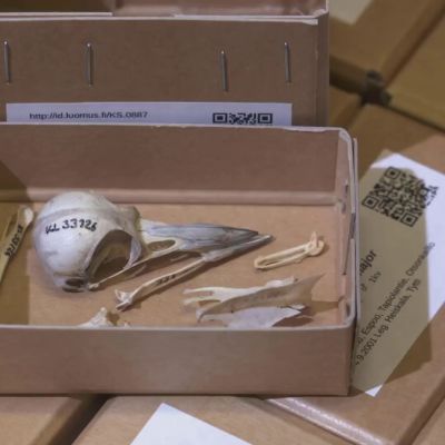 Tikkoja Luonnontieteellisen museon kokoelmissa
