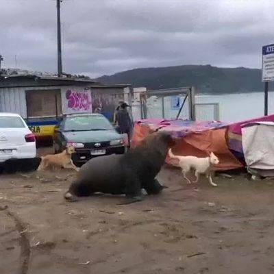 Sadat merileijonat valtasivat kaupungin rannat Chilessä