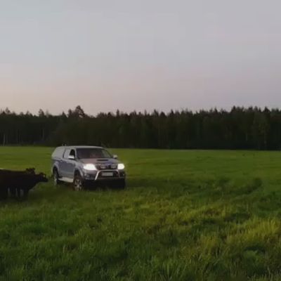 Hiehojen pelastusta autolla Kokkolassa