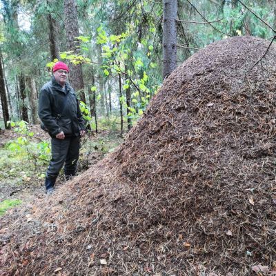 Juhani Heikkilä toisen jättikeon vierellä Oriveden Kailansaaressa.