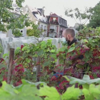 Pariisin Montmartrella korjataan "maailman kalleinta halpaa viiniä"