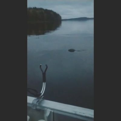 Harvinainen saimaannorppa uiskenteli aivan Lappeenrannan keskustan tuntumassa.