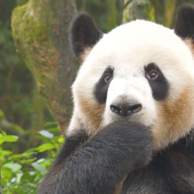 Kiina koettaa suojella isopandaansa metsänvartijoiden ja teknovalvonnan avulla