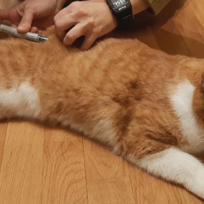 Aukku-kissa saa insuliinipistoksen