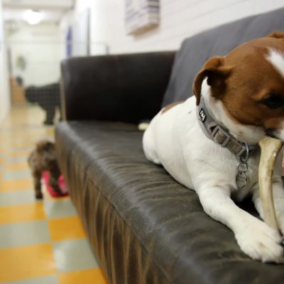 Vesper-koira syö luuta sohvalla