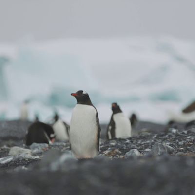 Tutkijat havaitsivat pingviinien levittäytyneen uusille alueille Etelämantereella