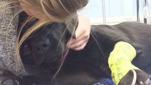 Nalah blev allt mer hängig och apatisk. Hunden Nalah i dropp på djurintensiven i Helsingfors. Lätt apatisk.