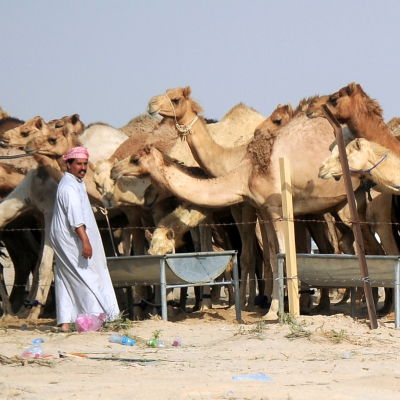 En man står framför flera kameler. 