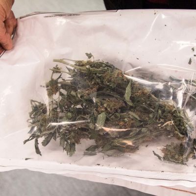 Poliisin takavarikoimaa kannabista