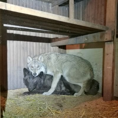 Orimattilasta löydetyt eläimet
