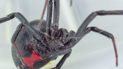 musta hanat ja valkoiset tytöt