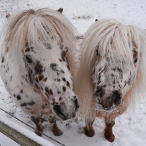 Två vita och brunprickiga minihästar står och ser rakt in i kameran. Vinter.