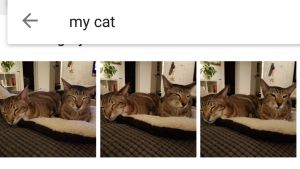 Googles datortränade system kan identifiera individuella katter - förutom om de liknar varandra väldigt mycket. Katter i Googles bilddatabas.