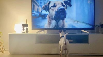 Pieni valkoinen koira seisoo television edessä ja katsoo koiran lähikuvaa.