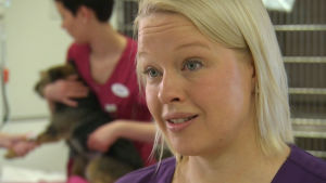 Mask är ingenting att leka med. Utländska hundar ska avmaskas noga, säger veterinär Elina Illukka. Elina Illukka, veterinär