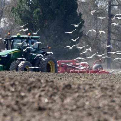 Lokit seuraavat pellolla äestävää traktoria matojen toivossa