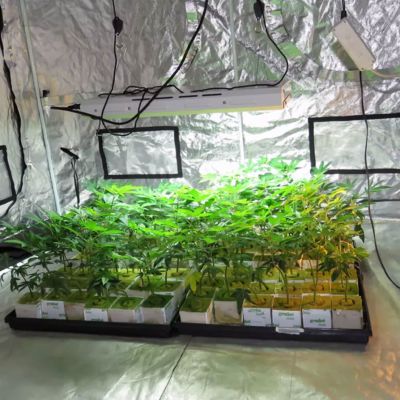 Polisen upptäckte cannabisodling i Kotka.